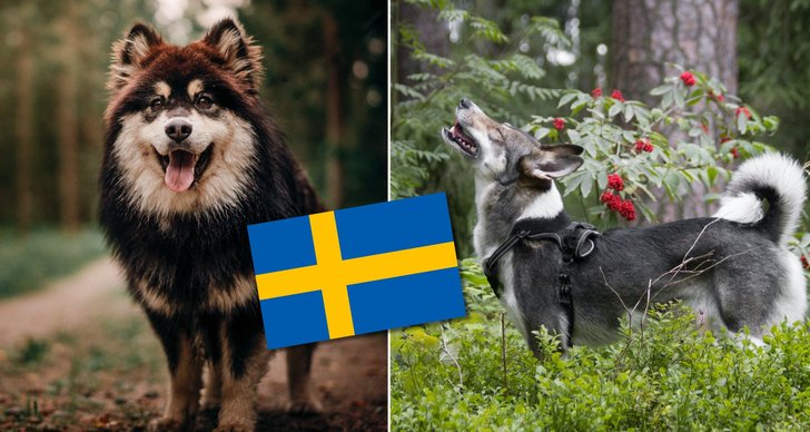 Hund, Sverige, Lista